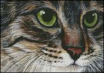 (image for) Tabby Cat with Green Eyes